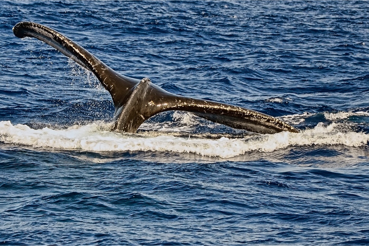 catalina island