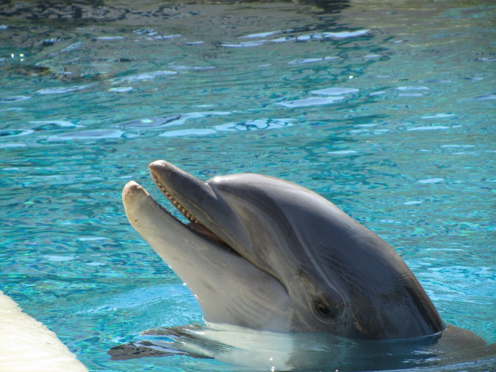 siegfried roy's secret garden and dolphin habitat